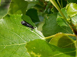 Mystacides azurea