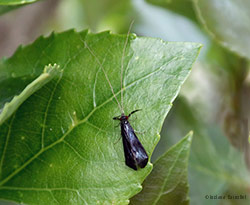 Mystacides azurea