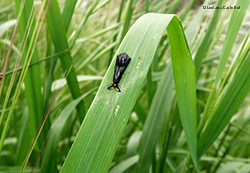 Mystacides azurea