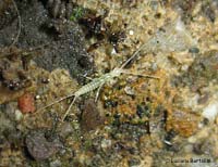 Diplura insetto con tre paia di zampe