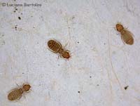 psocottero sp