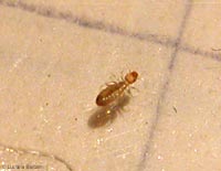 psocottero sp