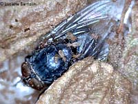 psocotteri su una mosca