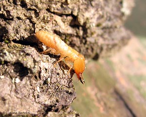 Termite  soldato nel legno secco