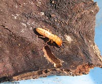 Termite  soldato