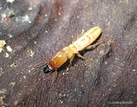 Termite  soldato