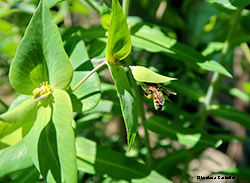 Apis mellifera su Euophorbia lathyris