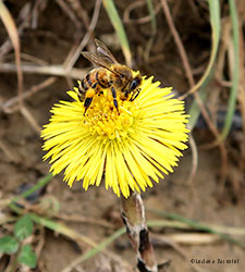 Apis mellifera su un fiore di Tussilago farfara