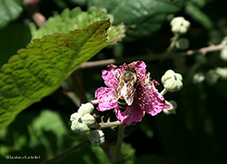 Apis mellifera