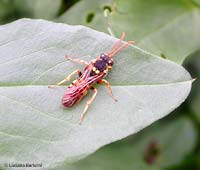 Nomada lathburiana