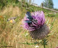 Cirsium eriophorum con Xilocopa violacea e in volo Macroglossum