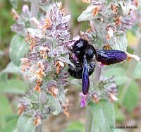 Xilocopa violacea su fiore