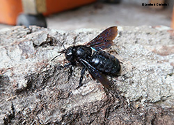 Xylocopa violacea