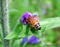 Particolare di una Vespa dentro un fiore