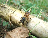 Apis mellifera bagnata