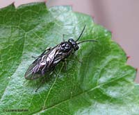 Arge gracilicornis