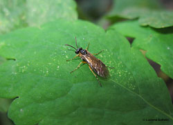 Arge ochropus