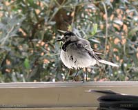 Motacilla alba  2007