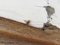 Dermanyssus gallinae - pidocchio pollino