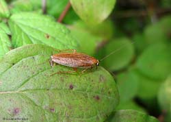 Ectobius pallidus