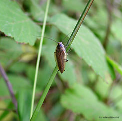 Ectobius sp.