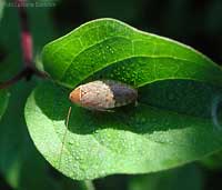 Ectobius pallidus
