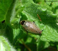 Ectobius lapponicus tra la vegetazione