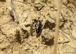 Loboptera decipiens