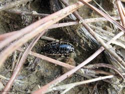 Loboptera decipiens, blatta nera con margine bianco