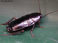 Blatta orientalis