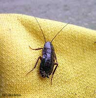 Blatta orientalis