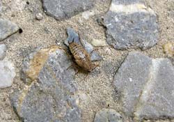 ninfa di Ectobius sp.