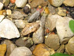 ninfa di Ectobius sp.