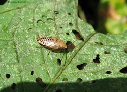 Ninfa di Ectobius sp.