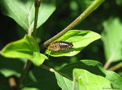 ninfa di Ectobius sp.