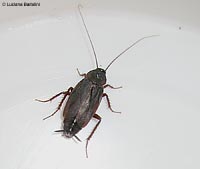 La blatta nera, Blatta orientalis