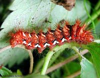 Acronicta rumicis bruco