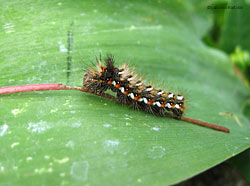 Bruco di Acronicta rumicis