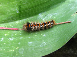 Bruco di Acronicta rumicis