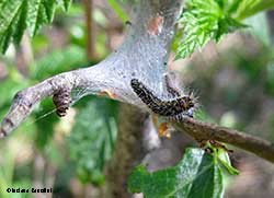 Aporia crataegi caterpillar Aporia crataegi caterpillar
