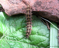 Bruco di Argynnis paphia