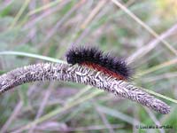 bruco Erebidae Arctiinae 