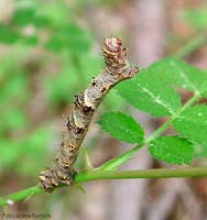 Bruco geometridae