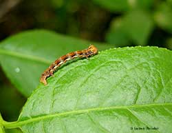 Bruco Erannis defoliaria - Falena defogliatrice