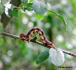 Bruco Erannis defoliaria 