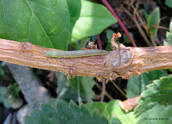 Bruco Noctuidae Lacanobia oleracea
