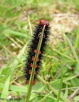 Bruco di Melitaea cinxia che mangia un filo d'erba