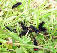 Bruchi piccoli di Melitaea cinxia