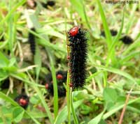 Bruco di Melitaea cinxia su un filo d'erba