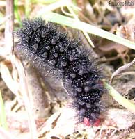 bruco peloso nero di Melitaea cinxia